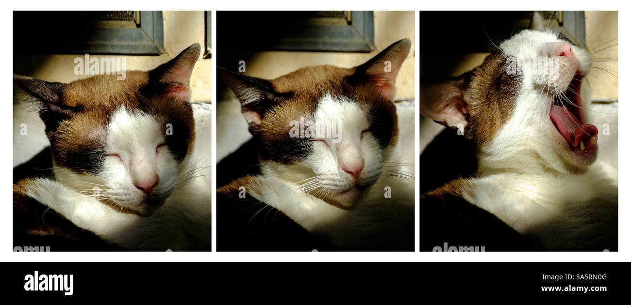 Un gatto marrone e bianco che si gode il calore del sole mentre riposa con gli occhi chiusi. Il gatto appare pacifico e contento, evidenziando la bellezza di Foto Stock