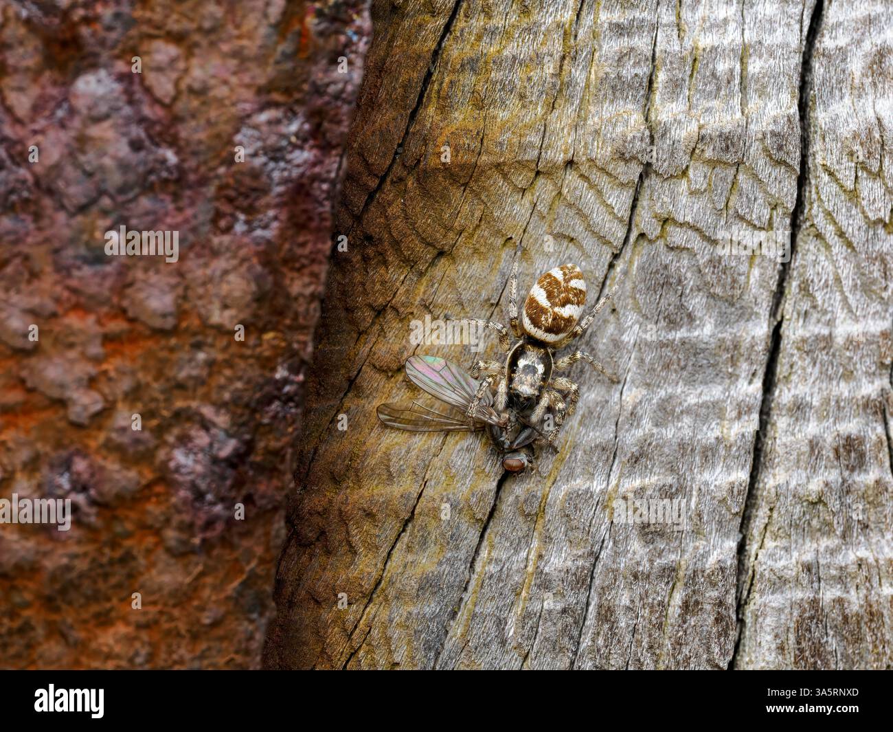 Zebra che salta Spider con la preda Foto Stock
