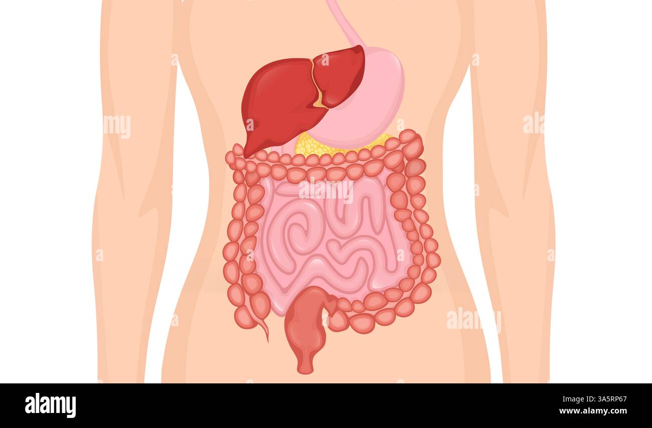 Sistema digestivo cartoni animati per progettazione medica. Illustrazione vettoriale piatta. Illustrazione vettoriale isolata. Illustrazione Vettoriale