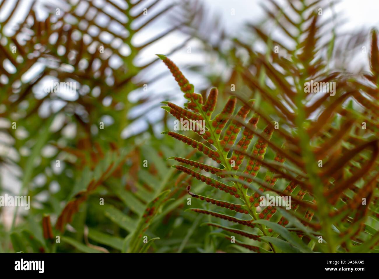 Messa a fuoco selettiva sfondo estetico naturale. Polippodio vulgare o fronde di felce polipodiche comuni con sori marroni rotondi sul lato inferiore. Foto Stock