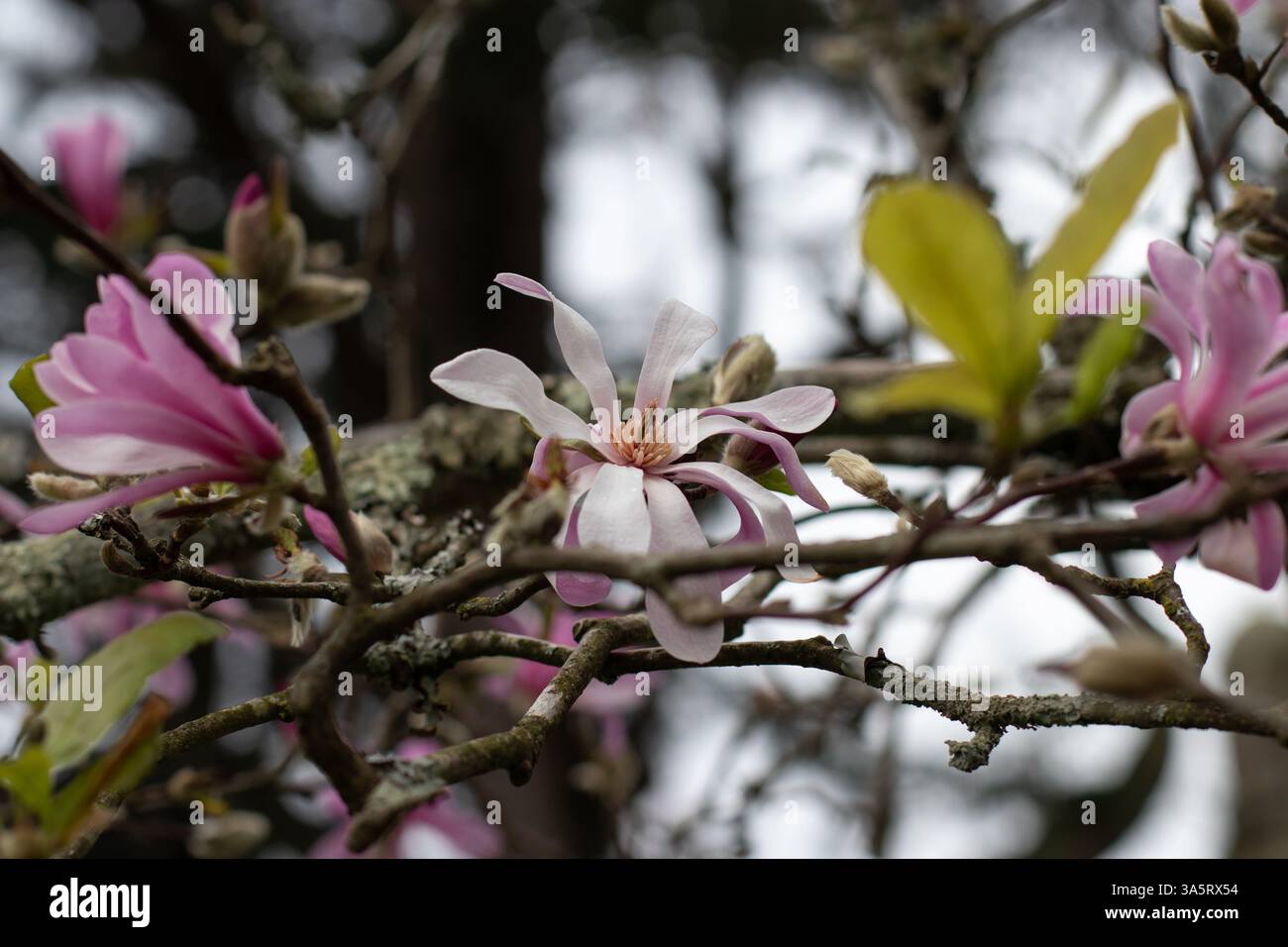 Magnolia stellata o fiori rosa ibridi sui vecchi rami ricoperti di licheni. La primavera Star magnolia fiorisce. Foto Stock