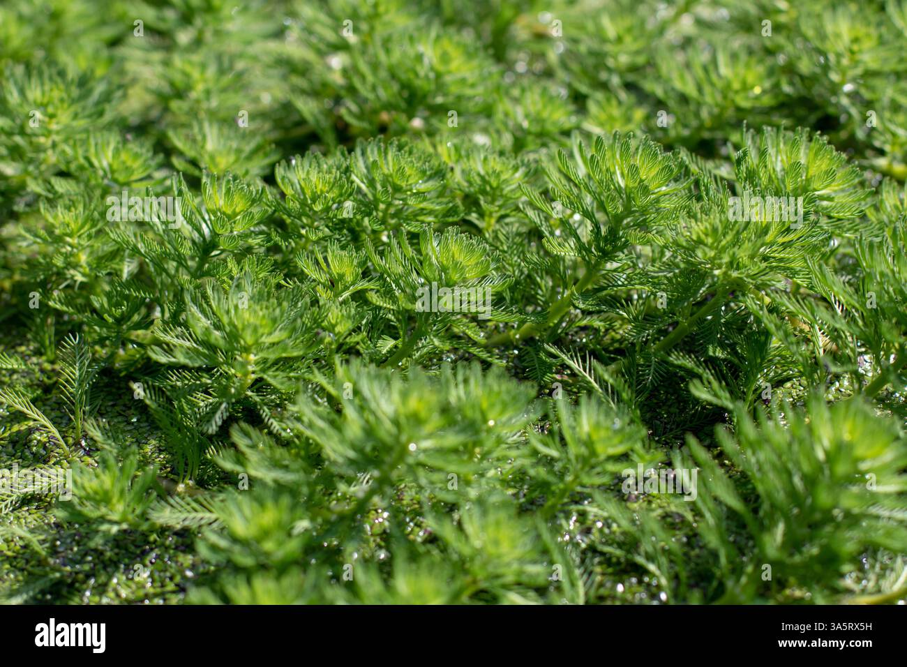 Myriophyllum aquaticum pianta acquatica della famiglia delle Haloragaceae. Pianta d'acqua con piume di pappagallo o pappagallo nel laghetto del giardino. Foto Stock