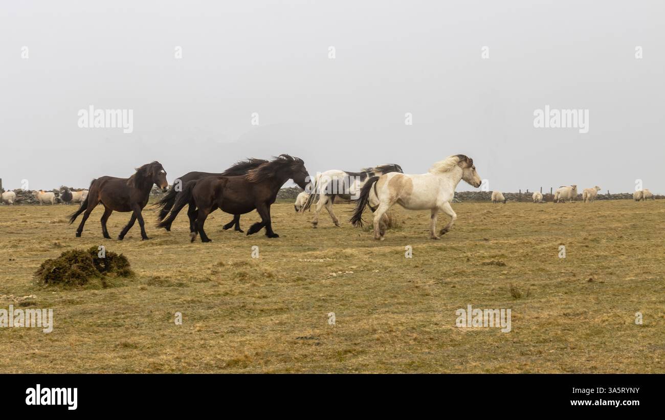 Pony della brughiera liberi sulla Bodmin Moor Cornovaglia nella nebbia e nella nuvola bassa Foto Stock