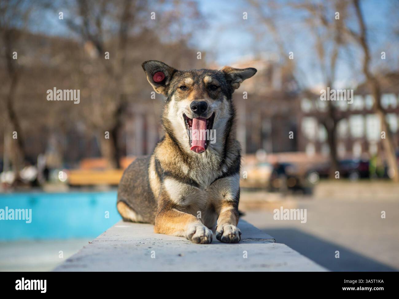 Un cane da strada sbadiglia a khachkar Park, Yerevan Foto Stock