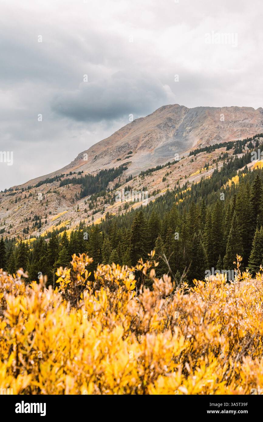 Montagna con foliaggio giallo pioppo in primo piano Foto Stock