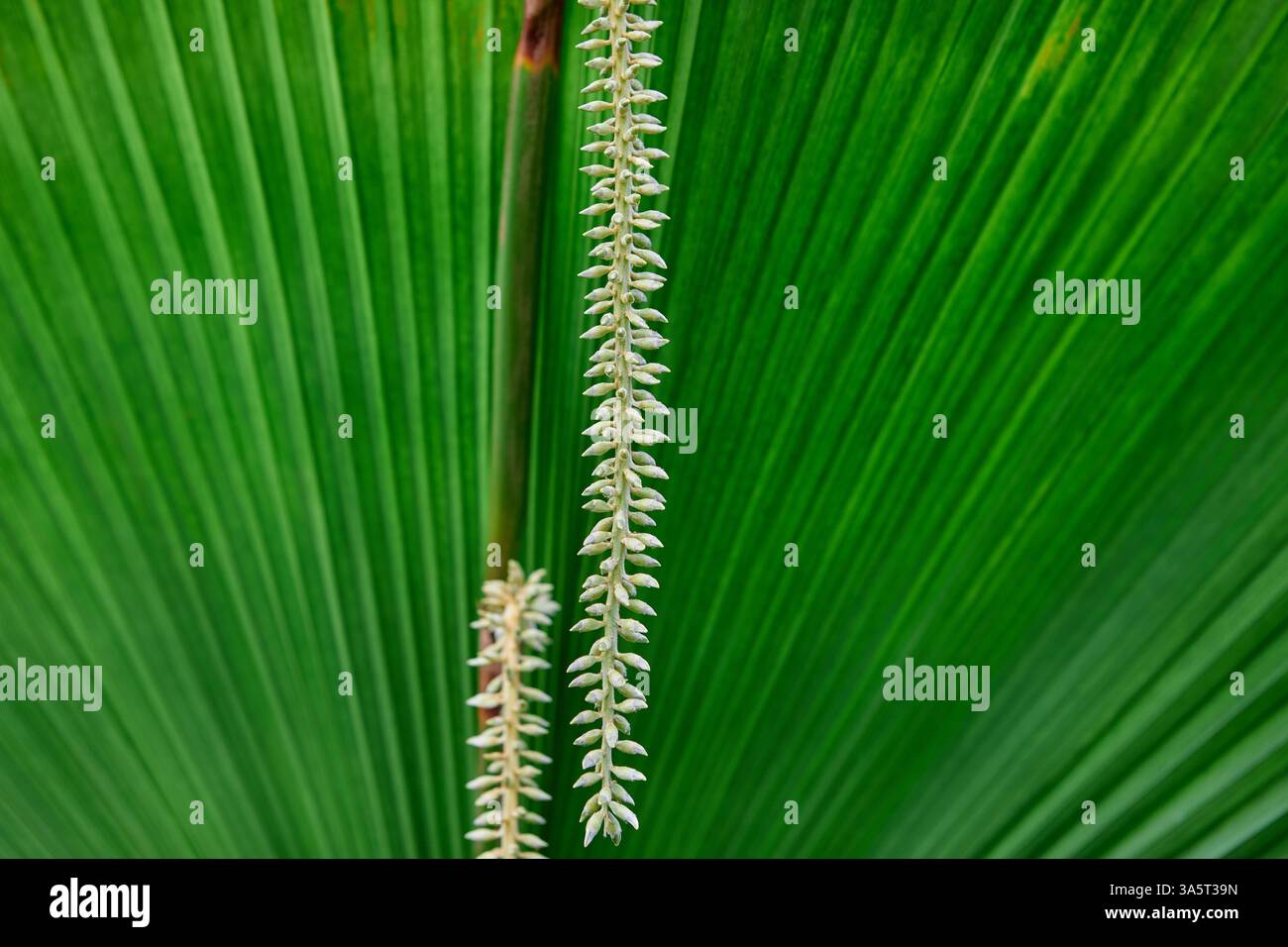 Un mucchio di fiori di palma appesi sullo sfondo di foglie di palma Foto Stock