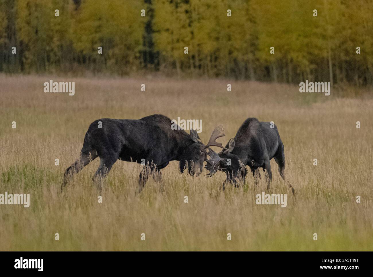 Bull alce combattere durante il rut Foto Stock