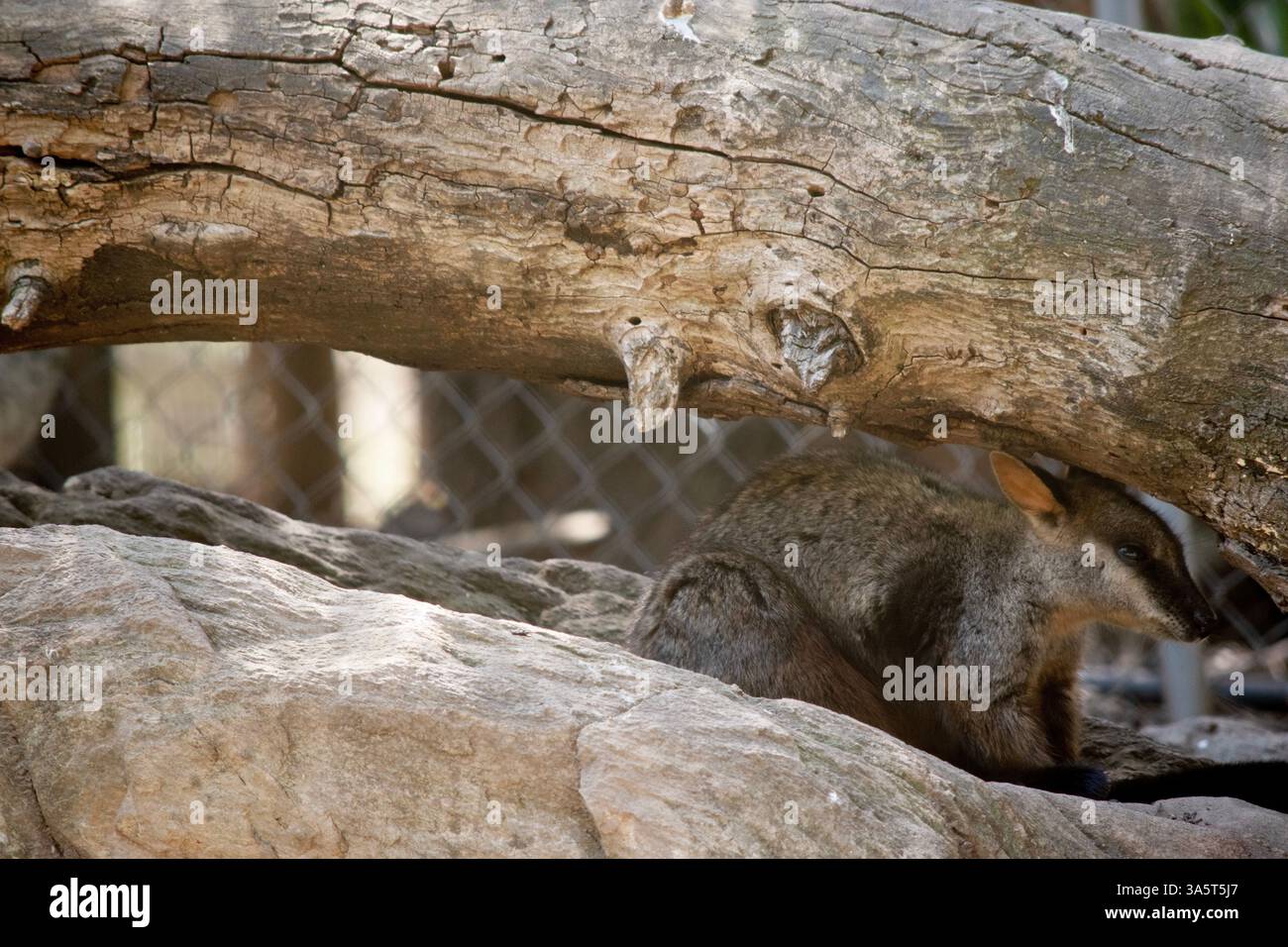 I wallaby rocciosi dalla coda a spazzola hanno una striscia bianca a guancia e una striscia nera dalla fronte alla parte posteriore della testa. Foto Stock