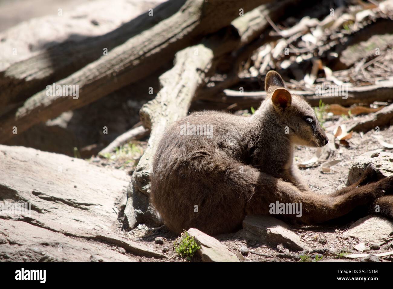 I wallaby rocciosi dalla coda a spazzola hanno una striscia bianca a guancia e una striscia nera dalla fronte alla parte posteriore della testa. Foto Stock
