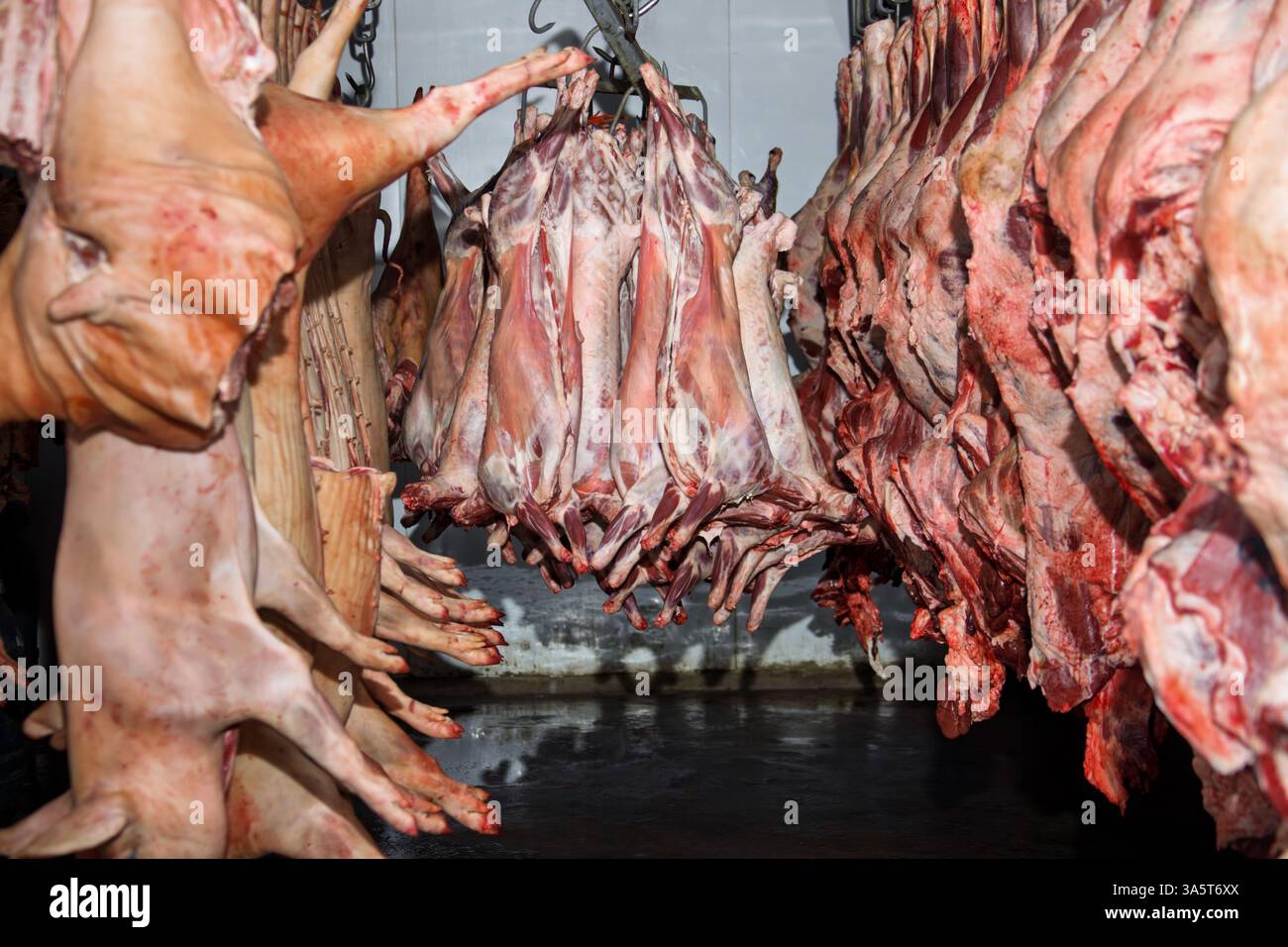 maiali congelati del macello appesi ai ganci Foto Stock