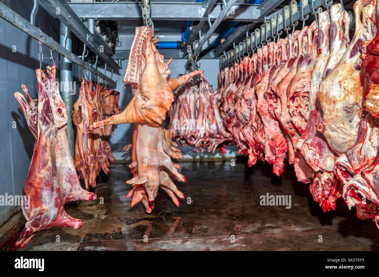 maiali congelati del macello appesi ai ganci Foto Stock