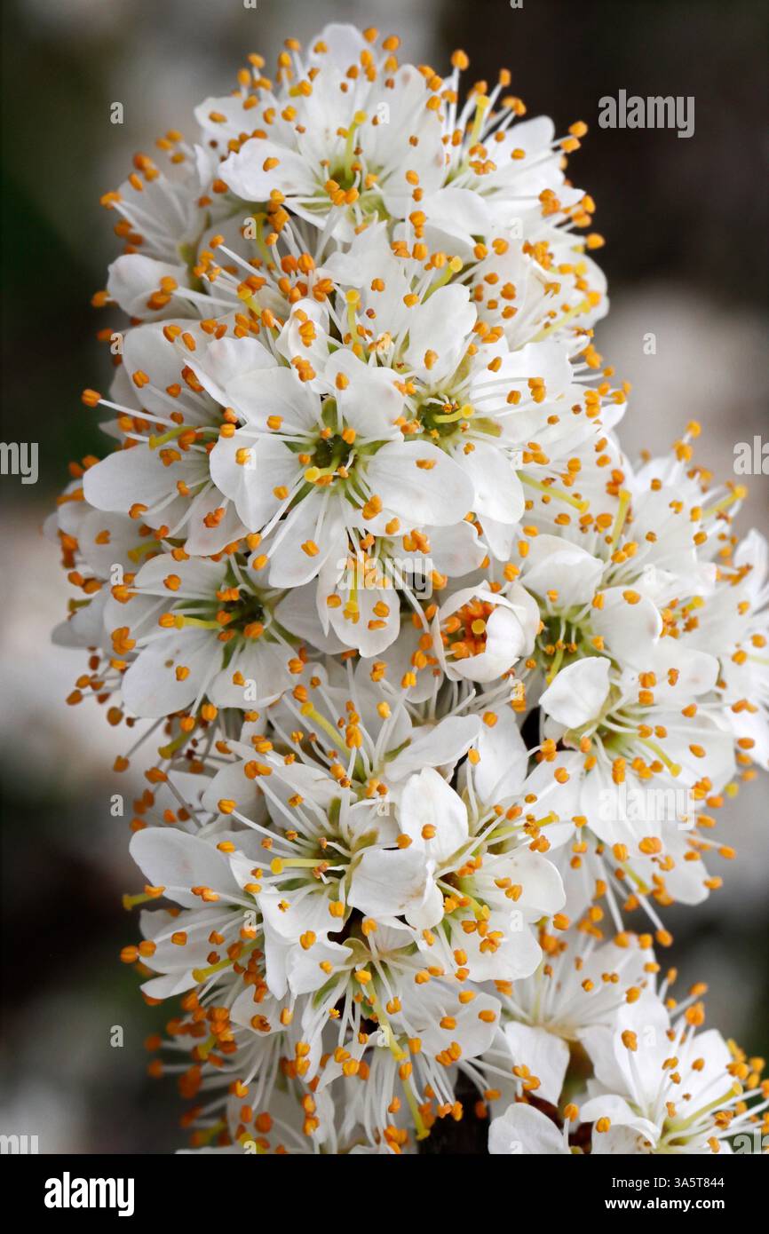 Fiore bianco di BIANCOSPINO (Crataegus monogyna) in primavera, Regno Unito. Foto Stock