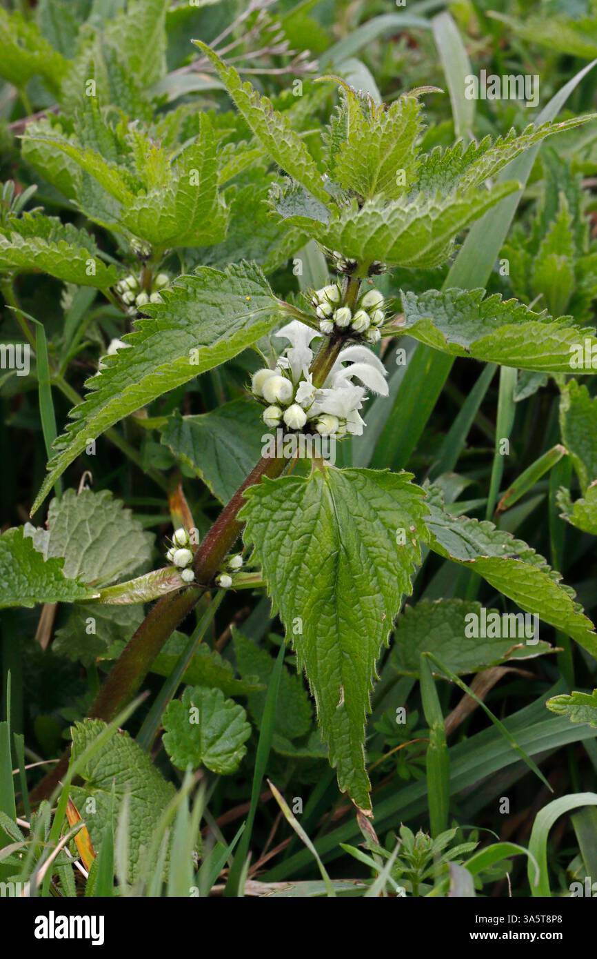 ORTICA BIANCA, REGNO UNITO. Foto Stock
