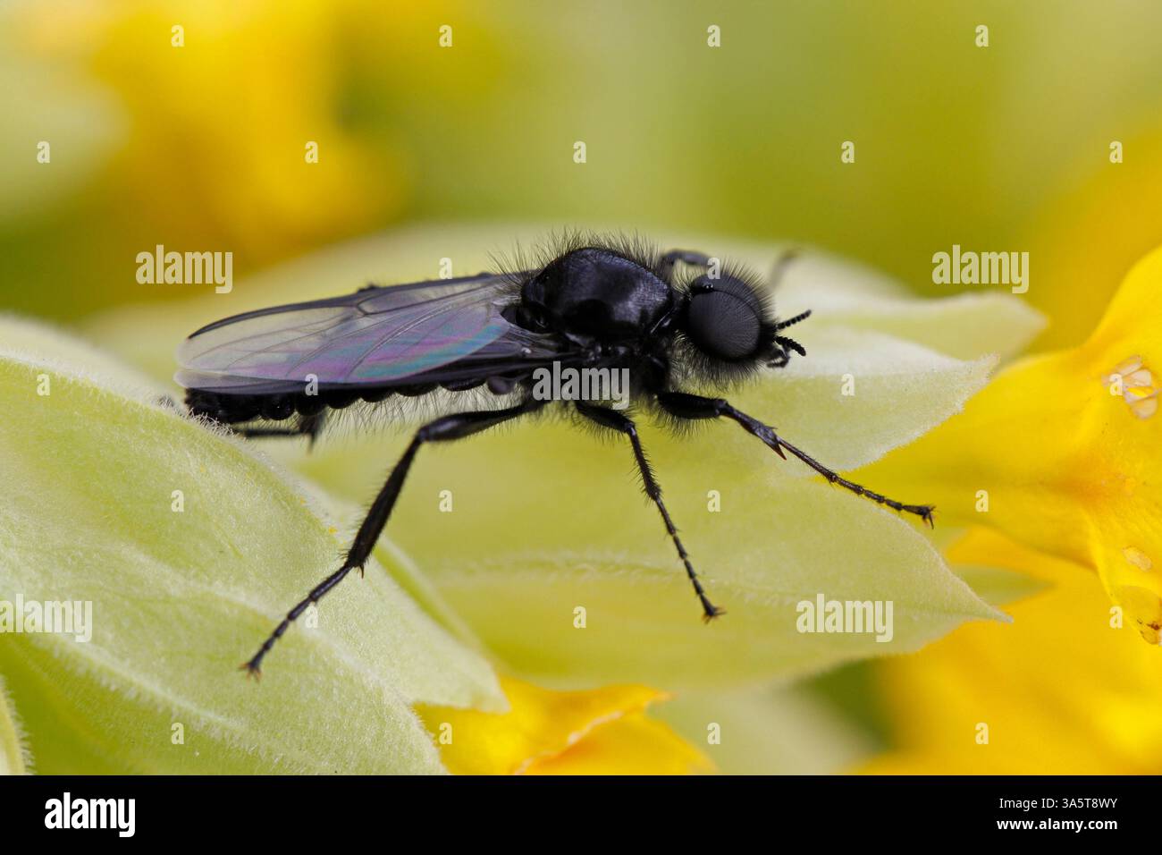 ST. MARK'S FLY on Cowslip, Regno Unito. Foto Stock
