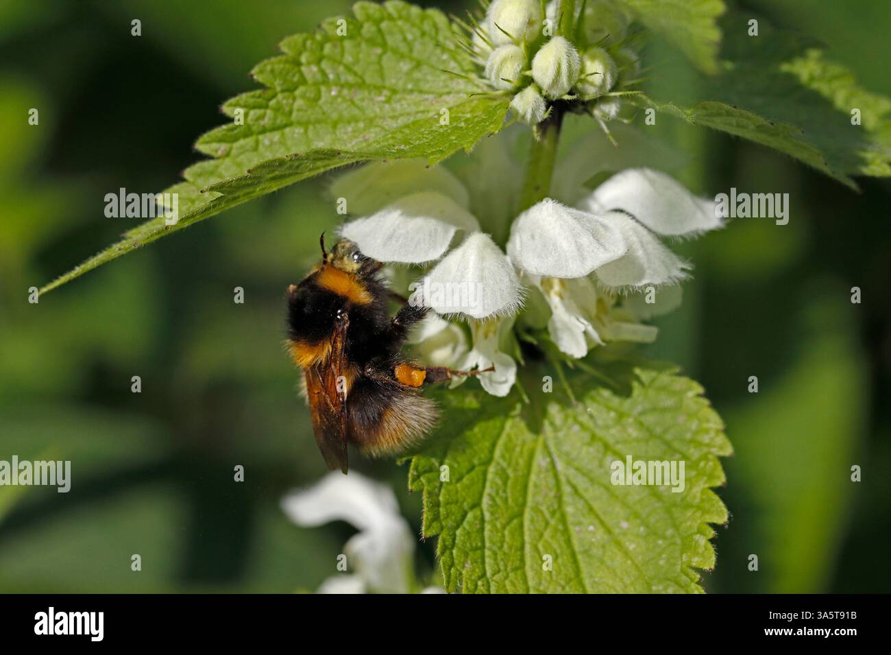 BUMBLEBEE DA GIARDINO che si nutrono di ortica bianca morta, Regno Unito. Foto Stock
