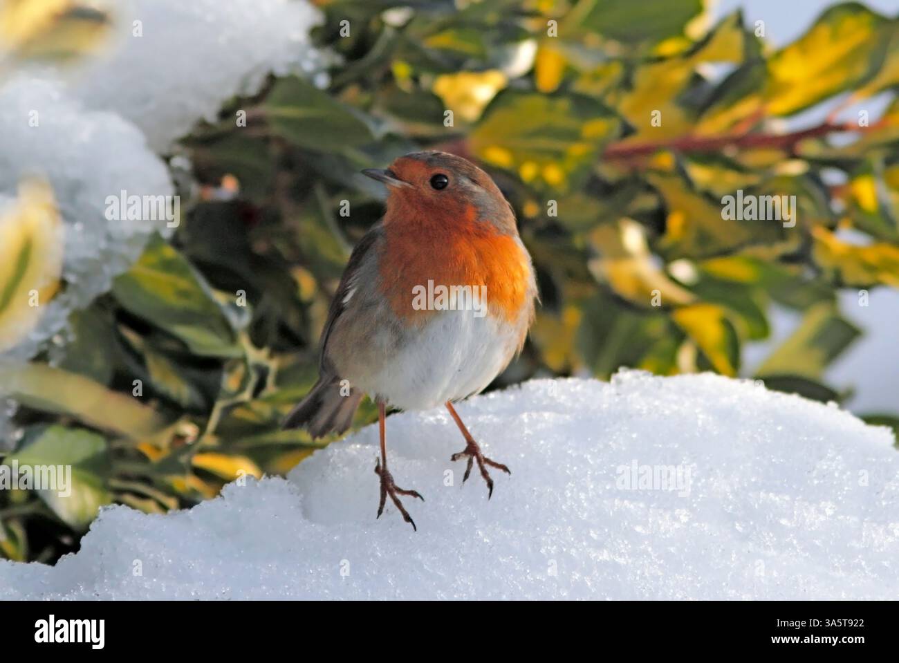 ROBIN in un giardino coperto di neve, Regno Unito. Foto Stock