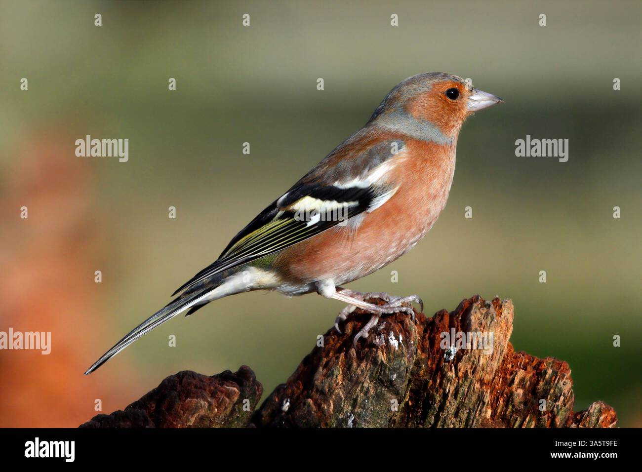 (Comune) CHAFFINCH (Fringilla coelebs) su un ceppo in una radura del bosco, Regno Unito. Foto Stock