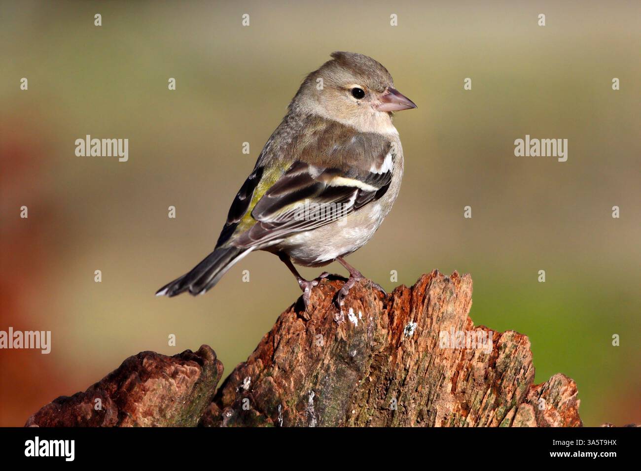 (Comune) CHAFFINCH (Fringilla coelebs) femmina su un ceppo, Regno Unito. Foto Stock