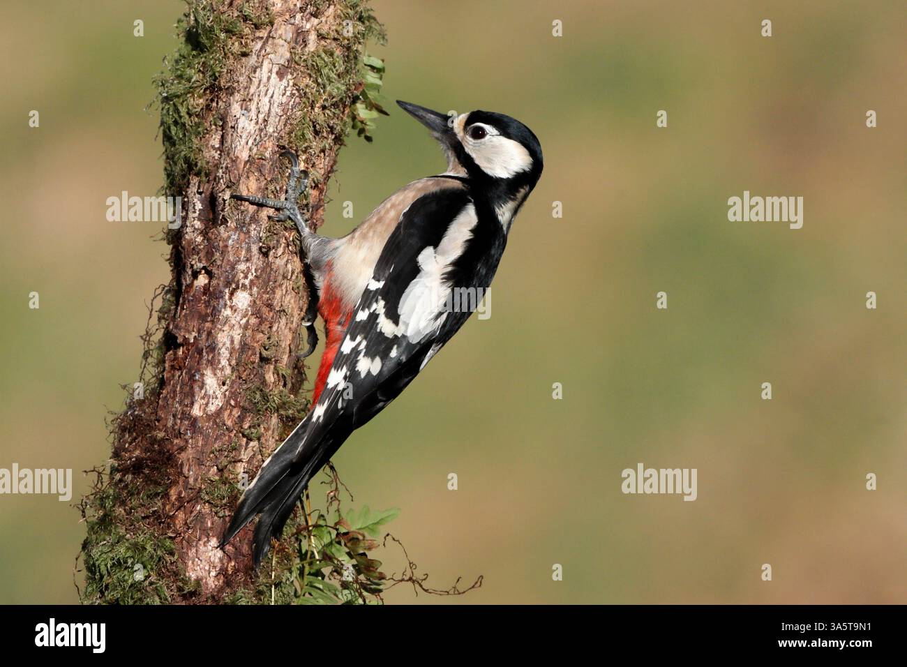 GRANDE PICCHIO MACULATO (Dendrocopos Major), femmina su un tronco d'albero, Regno Unito. Foto Stock