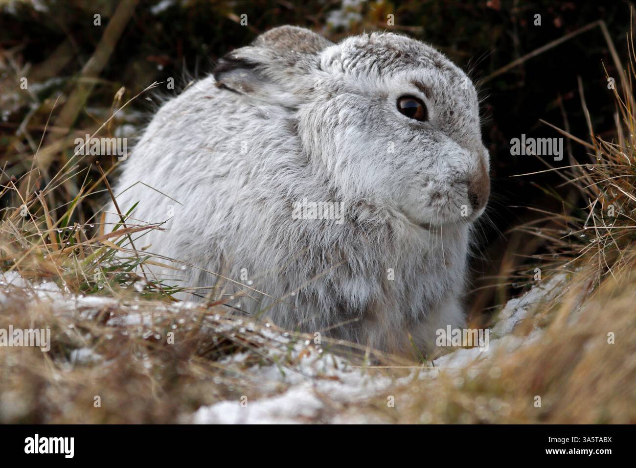 MOUNTAIN HARE (Lepus timidus) nel suo cappotto bianco, Scozia, Regno Unito. Foto Stock