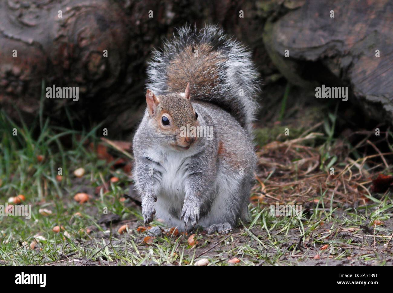 SCOIATTOLO GRIGIO (Sciurus carolinensis) attratto da alcune arachidi, Regno Unito. Foto Stock