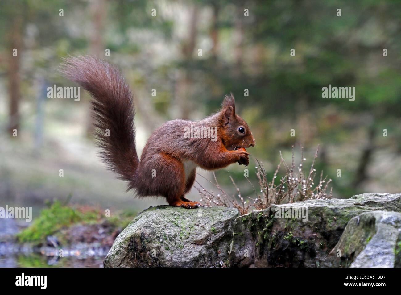 SCOIATTOLO ROSSO che mangia un dado, Yorkshire Dales National Park, Regno Unito. Foto Stock