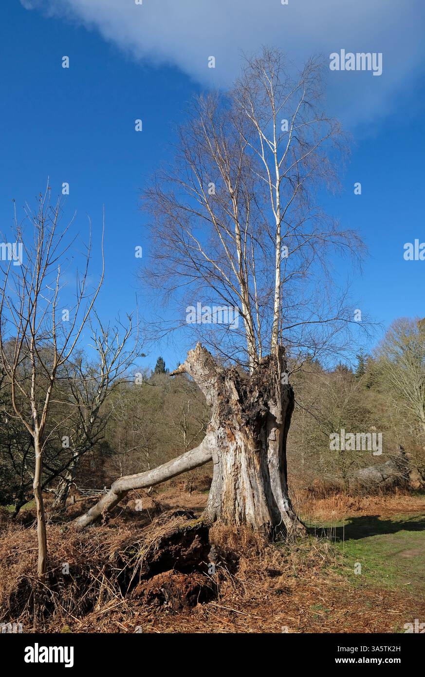 alberi di betulla argentata che crescono da un vecchio tronco morto, boschi di felbrigg, nord di norfolk, inghilterra Foto Stock