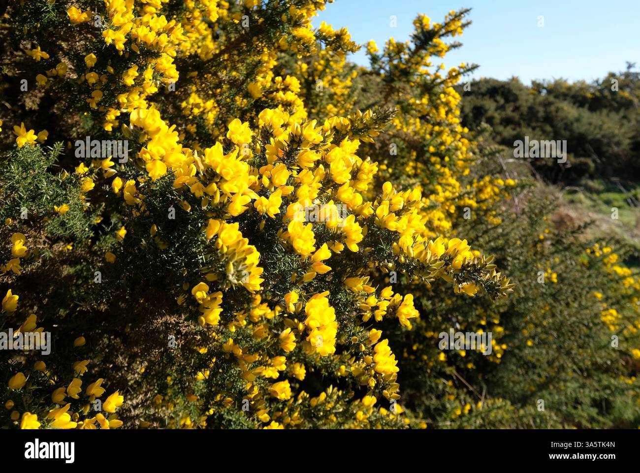 fiori di gorse gialle in fiore, stagione primaverile, kelling heath, norfolk settentrionale, inghilterra Foto Stock