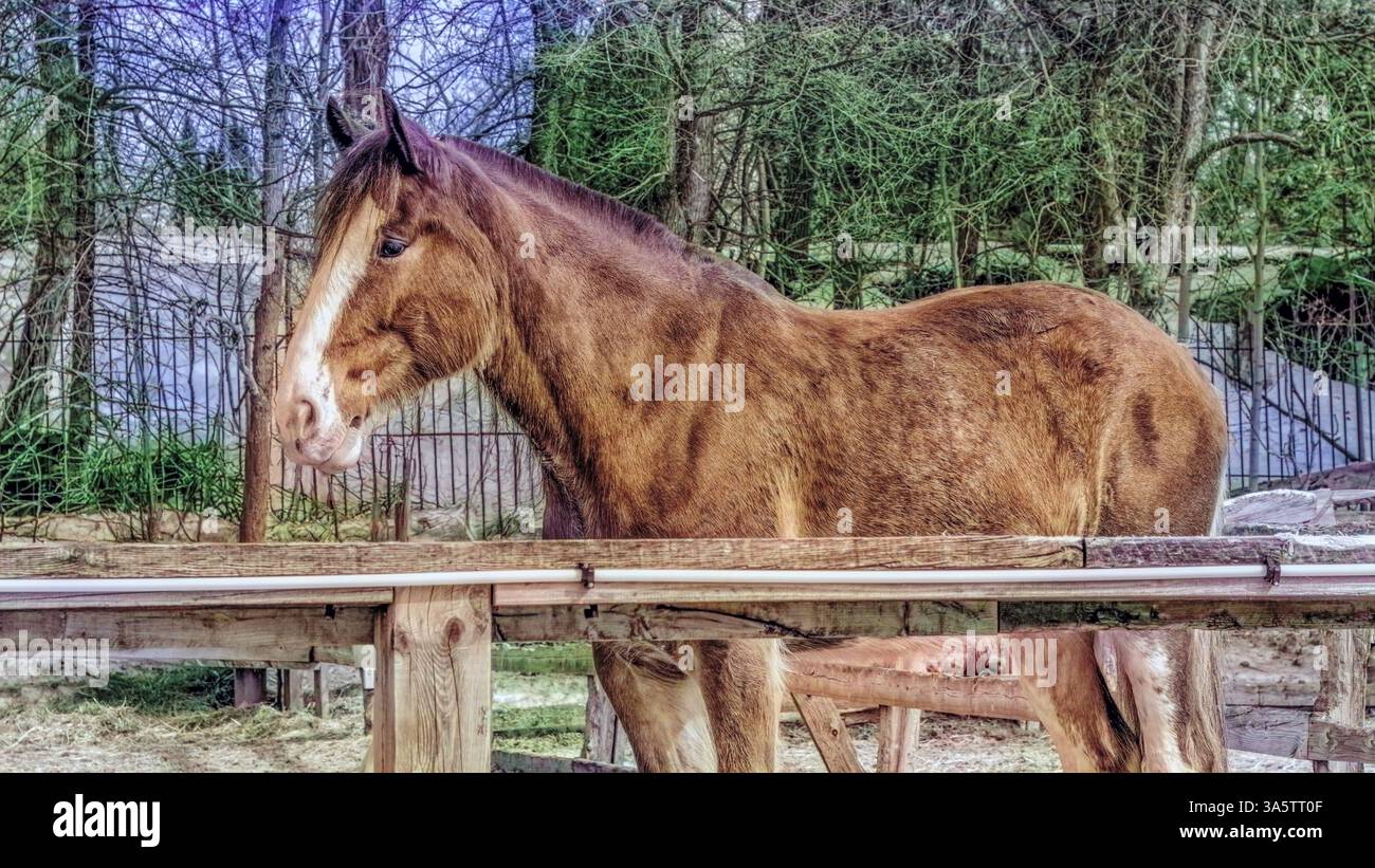 Cavallo della polizia sul Mount Royal - look HDR Foto Stock