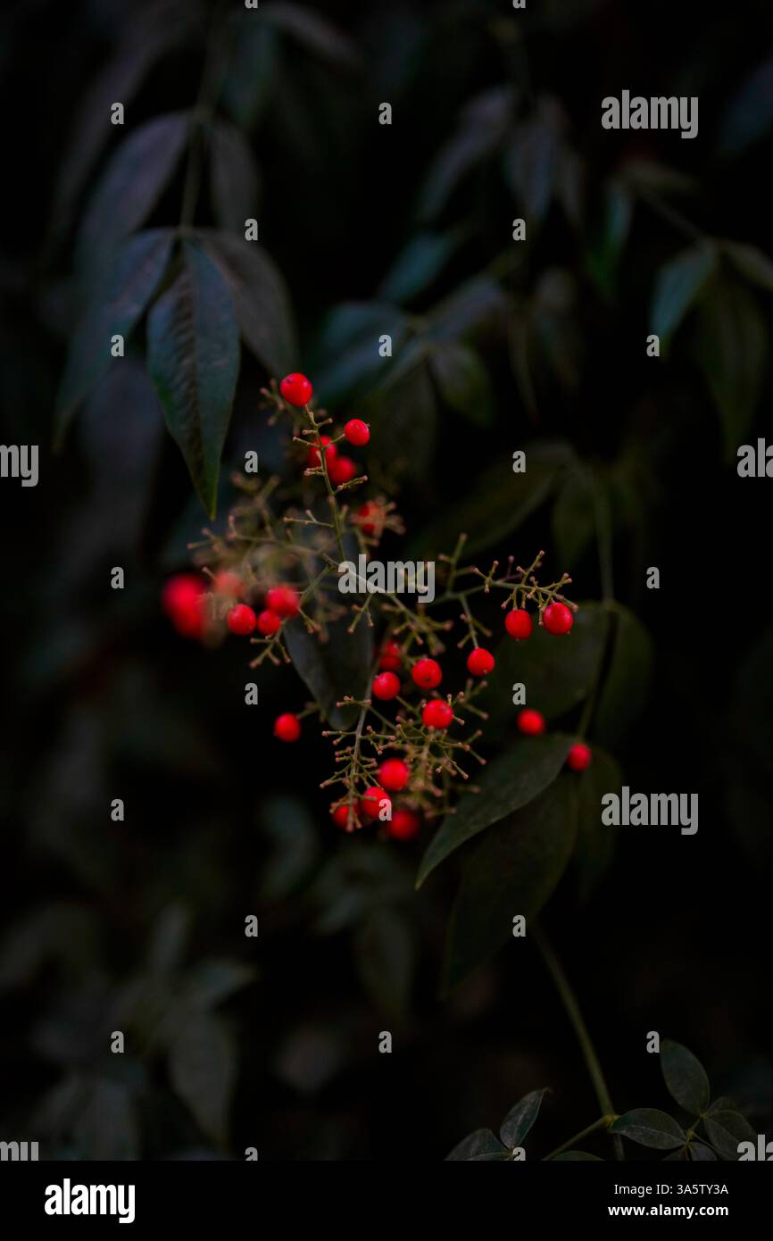 Fotografia drammatica in condizioni di scarsa illuminazione delle bacche rosse selvagge Foto Stock