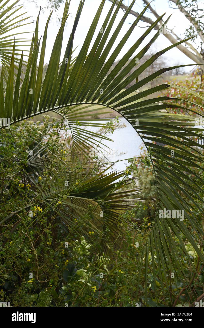 Vista attraverso la palma Foto Stock