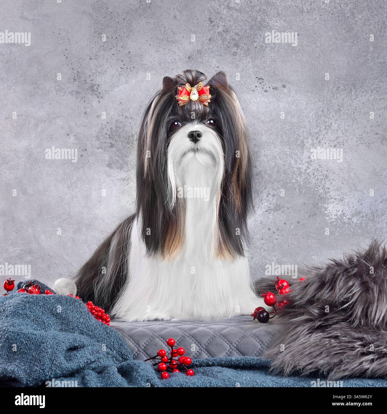 Cane Biewer Terrier dai capelli lunghi, curato con soprabito e seduto su sfondo grigio Foto Stock