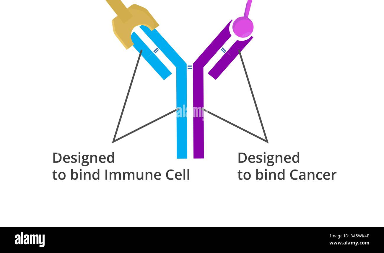 Illustrazione della struttura schematica monoclonale bi-specifica dell'atipico Foto Stock