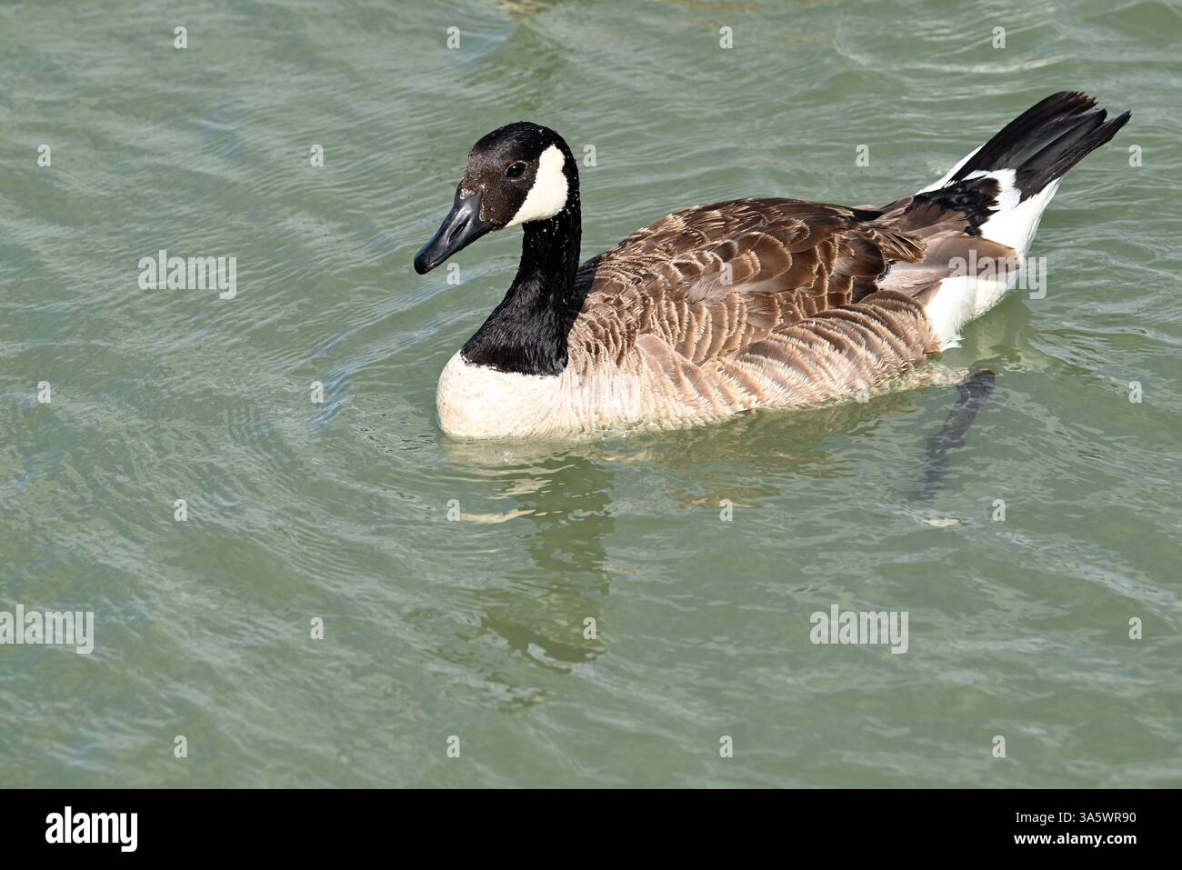 Un'oca canadese vicino alla riva di Niagara Falls, Ontario, Canada. Foto Stock