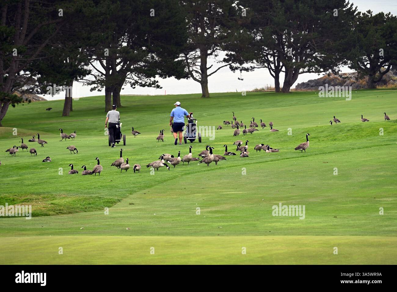 Sul verde del campo da golf di Victoria, Isola di Vancouver, un gruppo di oca canadese scortano 2 giocatori di golf. Situazione divertente. Foto Stock