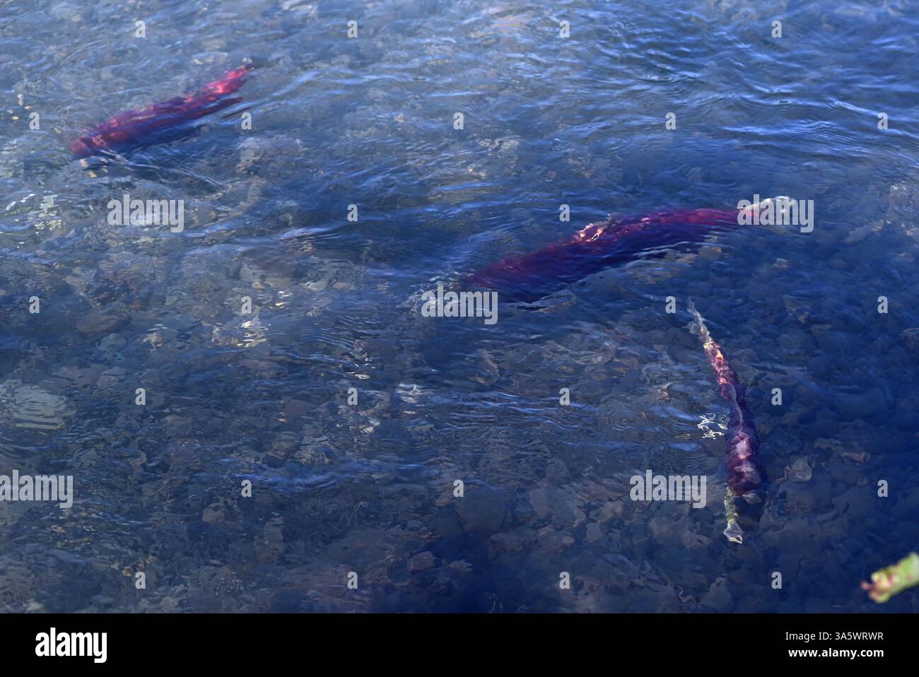 Tre salmoni selvaggi migrano verso il loro luogo di nascita per la riproduzione nel fiume Kenai, Alaska. Foto Stock