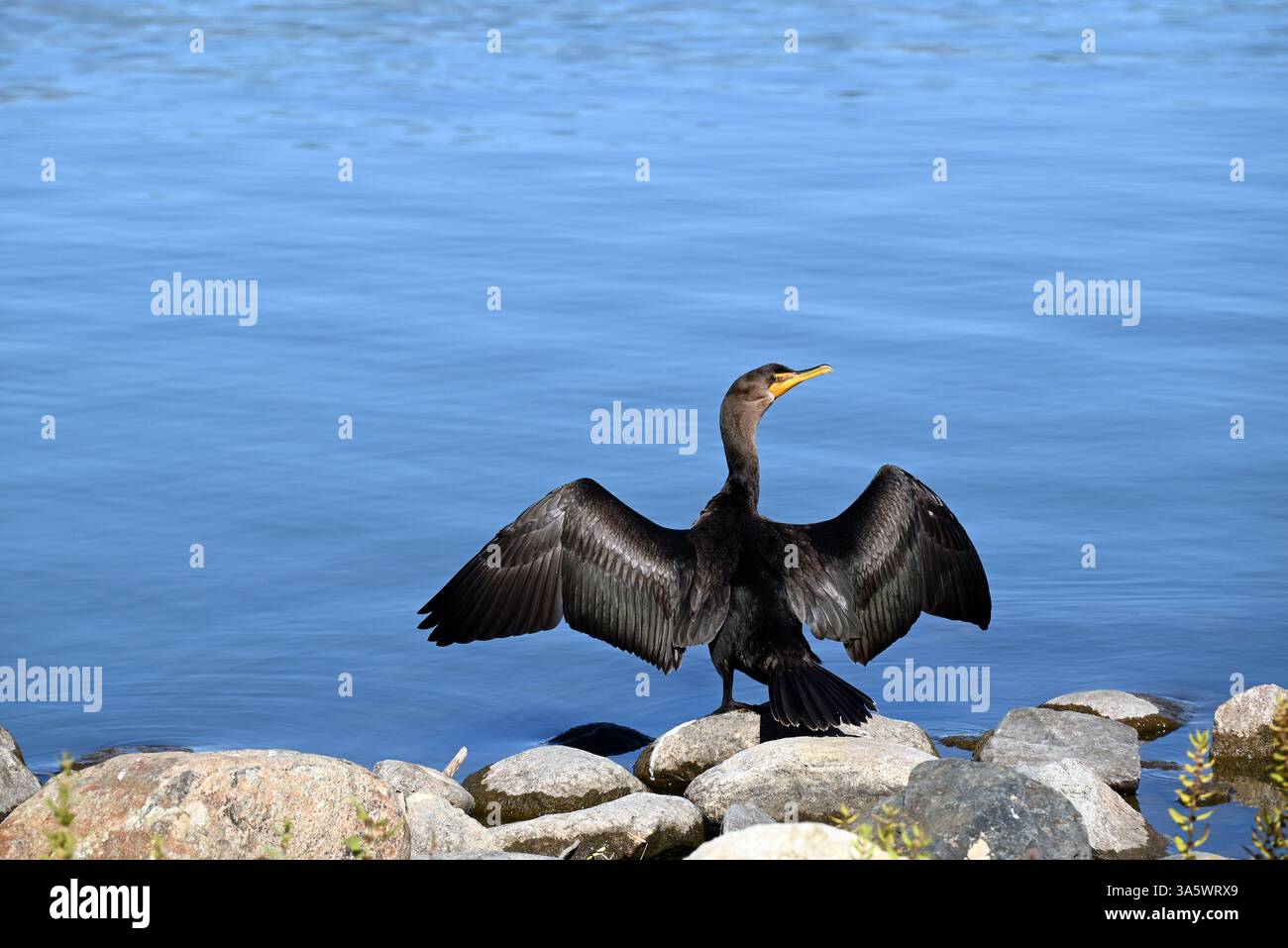 Un cormorano visto sulla riva mentre asciuga le ali. Foto Stock