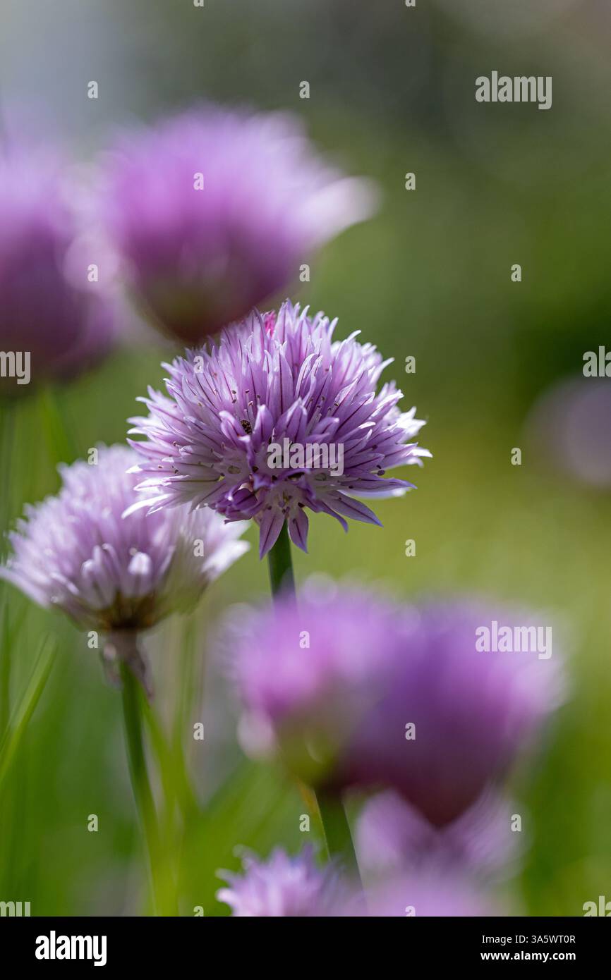 Primo piano di fiori di erba cipollina Allium schoenoprasum) con altri in primo piano e sfondo sfocati Foto Stock