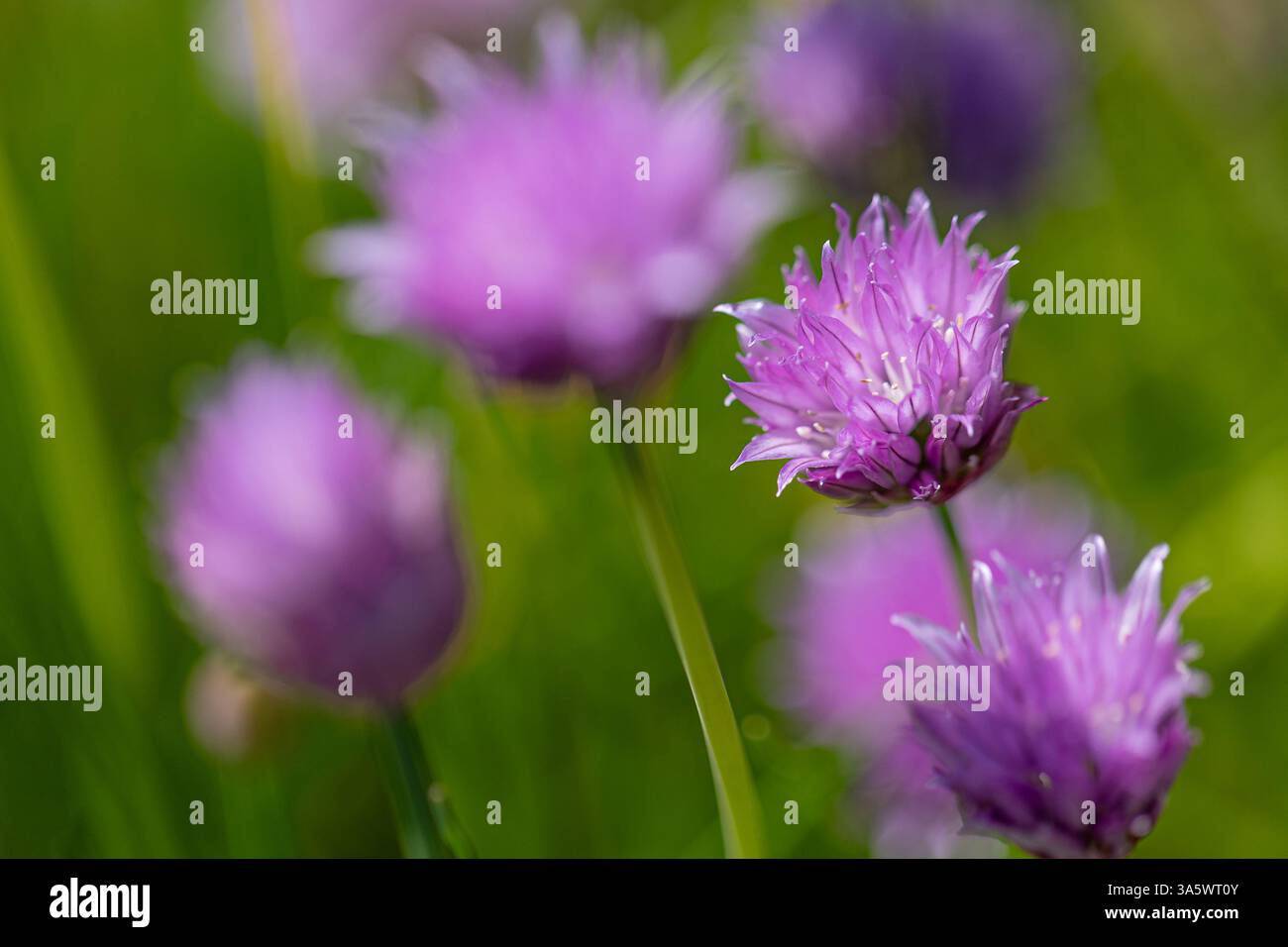 Primo piano di fiori di erba cipollina Allium schoenoprasum) con altri in primo piano e sfondo sfocati Foto Stock
