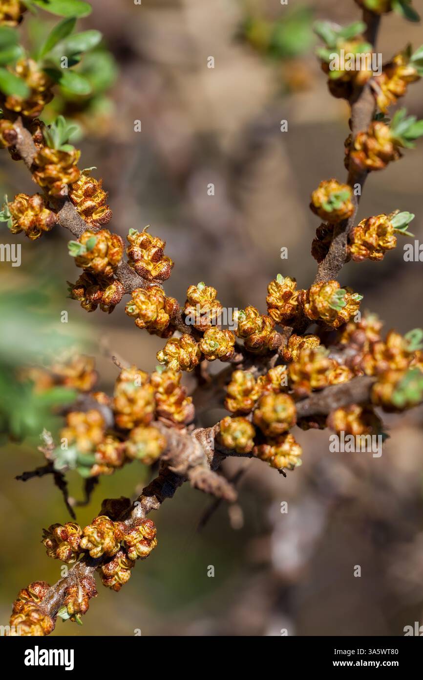 Fioritura dell'olivello spinoso Foto Stock