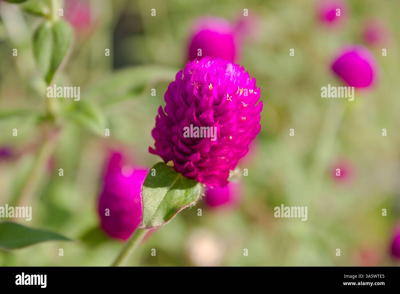 Globe Amaranth avvistato durante un'escursione a Hong Kong Foto Stock