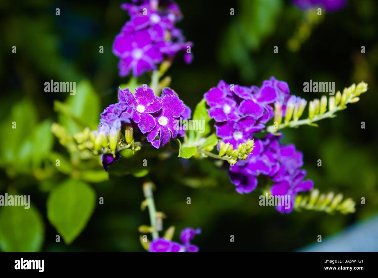 Skyflower è stato portato lungo una costa di Hong Kong Foto Stock