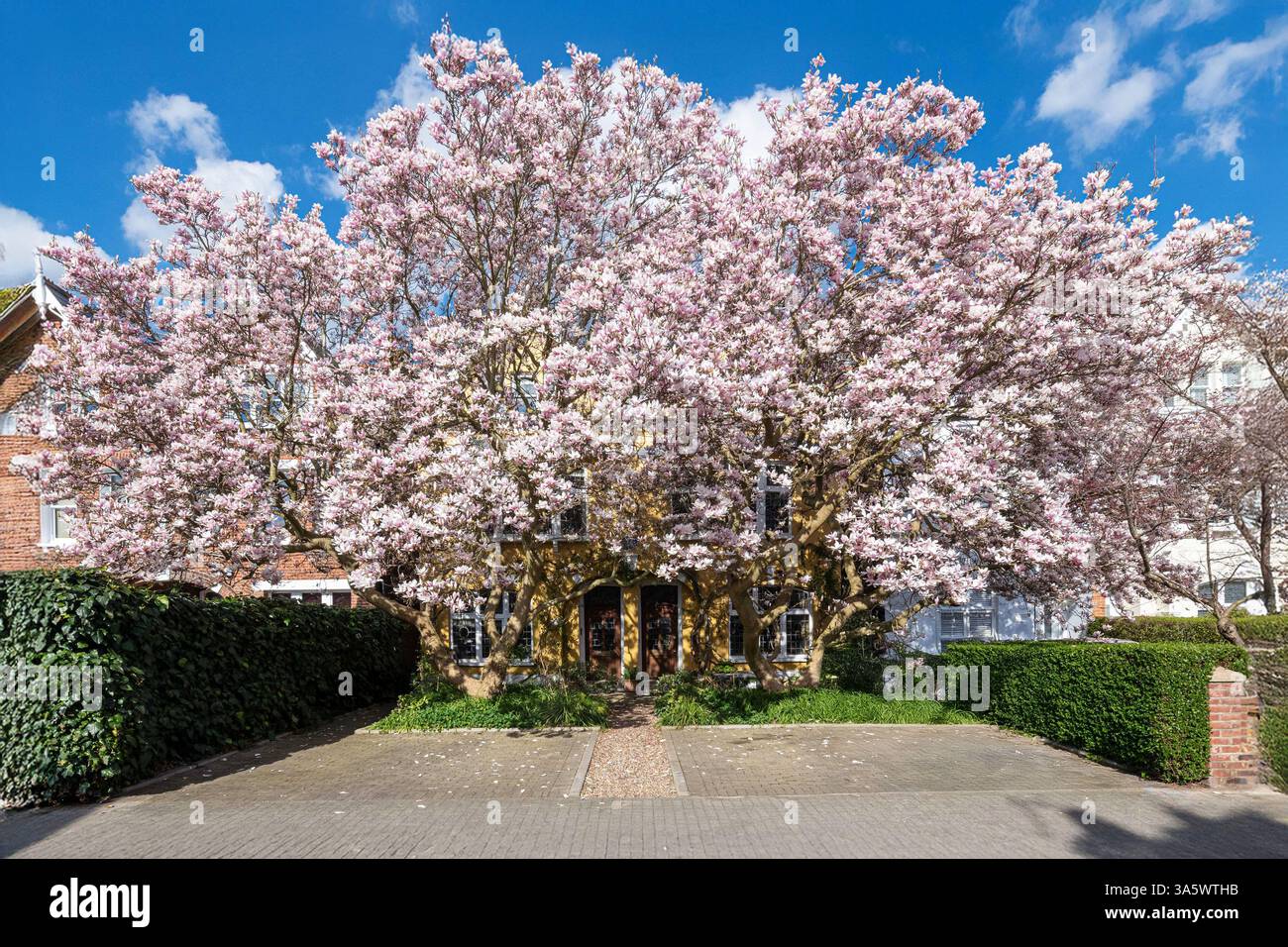 Magnifici alberi di Magnolia fiorente a Putney, South West London, Regno Unito. Foto Stock