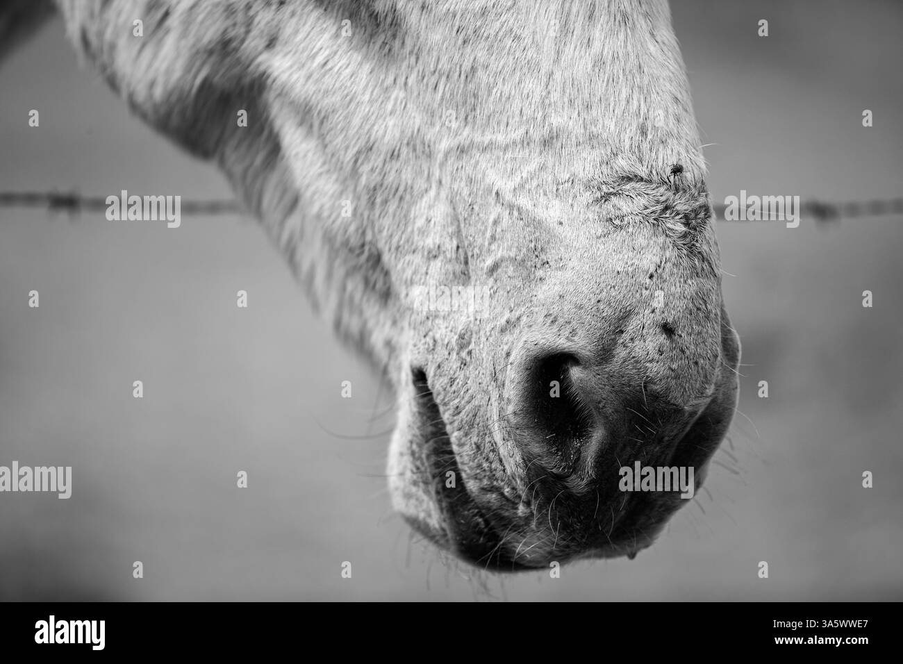 I cavalli bianchi della Camargue vagano liberamente nella riserva naturale della Camargue, Provenza, Francia. Galoppando attraverso acque poco profonde, circondate da zone umide selvagge, loro Foto Stock