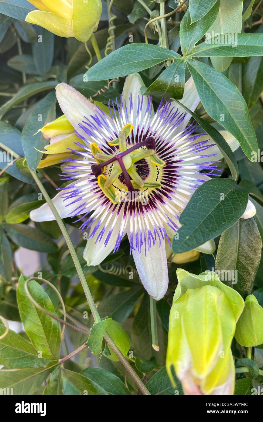 Fetid-passionflower, Scarletfruit-passionflower, Flower passione puzzolente in giardino Foto Stock