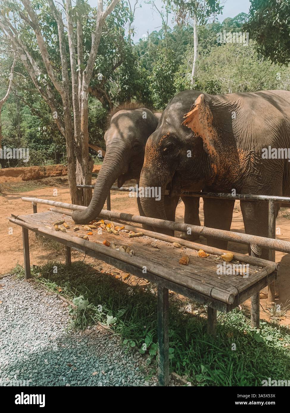 Elefante al Santuario di Phuket, Thailandia - esperienza etica della fauna selvatica Foto Stock