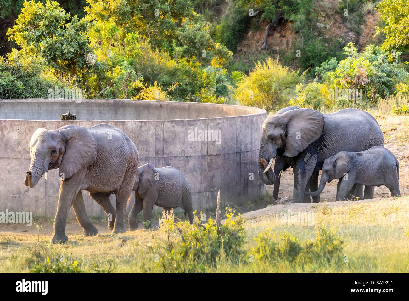 Famiglia di elefanti africani che bevono da una diga di cemento nel Parco nazionale di Kruger. Foto Stock
