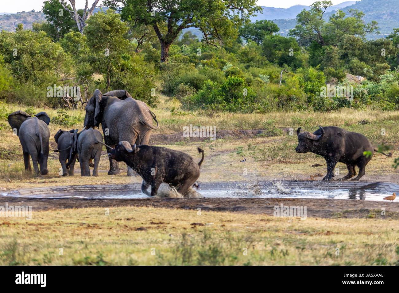 Il toro di Cape Buffalo attraversa un piccolo buco per bere e spruzza acqua dappertutto con una mandria di elefanti che camminano sullo sfondo Foto Stock