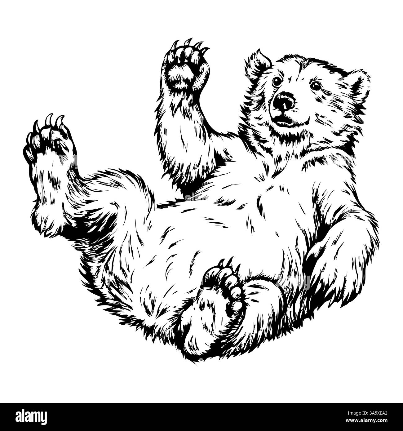 Un orso si sta sdraiando sulla schiena con le zampe in aria Illustrazione Vettoriale