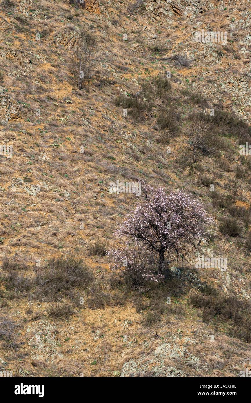 Albero isolato con foglie viola - Primavera sull'orizzonte Foto Stock